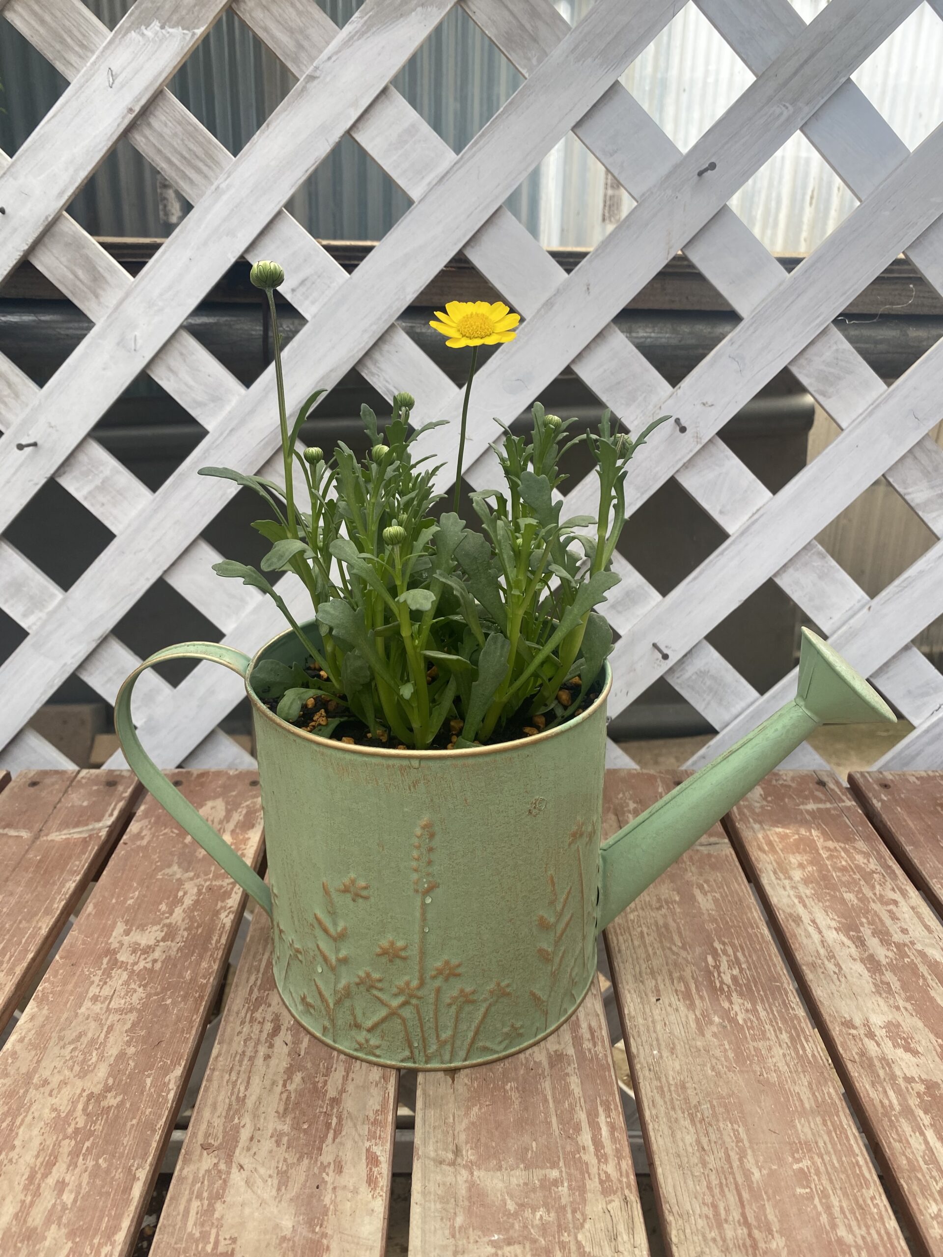 花苗いろいろ🌺のサムネイル